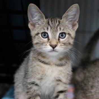 George -  Domestic Short Hair Cat for Adoption in Bradenton, Florida - George | PetCurious