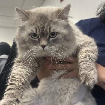 Tiki -  Domestic Long Hair Cat for Adoption in Philadelphia, Pennsylvania - Tiki | PetCurious