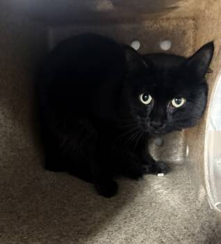 Rescue Domestic Short Hair Cats for Adoption in New York, New York - Onyx | PetCurious