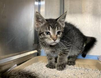 TRINITY -  Domestic Short Hair Cat for Adoption in Grand Prairie, Texas - TRINITY | PetCurious