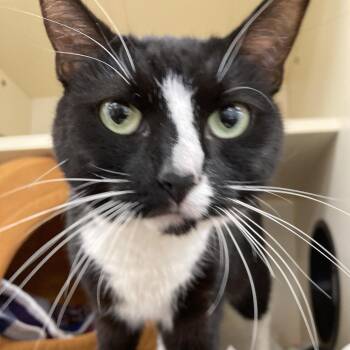 Exo -  Domestic Short Hair Cat for Adoption in Philadelphia, Pennsylvania - Exo | PetCurious
