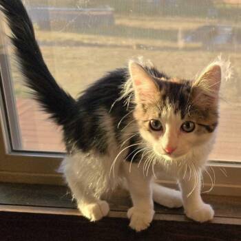 Juniper -  Domestic Short Hair Cat for Adoption in Wilsonville, Oregon - Juniper | PetCurious