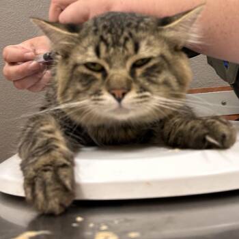 Floki -  Domestic Medium Hair Cat for Adoption in Reno, Nevada - Floki | PetCurious