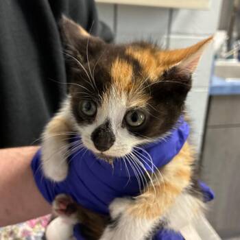 Domestic Short Hair Cats Available for Adoption in West Olive, Michigan - Princess Callie | PetCurious