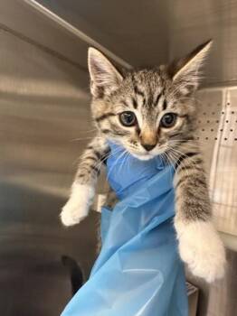 Pringles -  Domestic Short Hair Cat for Adoption in Roseville, California - Pringles | PetCurious
