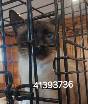 41393736 -  Siamese Cat for Adoption in Lee