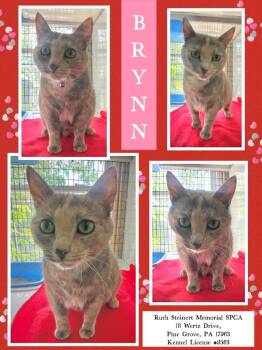 Brinn -  Domestic Short Hair Cat for Adoption in Pine Grove, Pennsylvania - Brinn | PetCurious