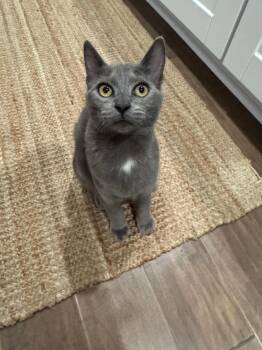 Rescue Russian Blue and Domestic Short Hair Cats for Adoption in Belmont, North Carolina - Grey Fog | PetCurious
