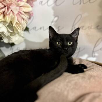 Rescue Domestic Short Hair Cats for Adoption in Newberg, Oregon - Yodel | PetCurious