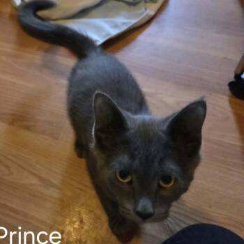 Prince -  Russian Blue and Domestic Short Hair Cat for Adoption in Winnipeg, Manitoba - Prince | PetCurious