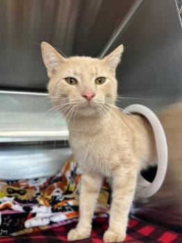 Flacco -  Domestic Short Hair Cat Available for Adoption in Manitowoc, Wisconsin - Flacco | PetCurious