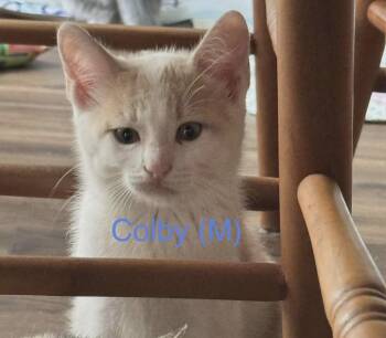 Colby -  Domestic Short Hair Cat for Adoption in Larkfield-wikiup, California - Colby | PetCurious
