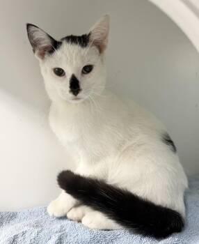 Smudge -  Domestic Short Hair Cat for Adoption in Rochester, Indiana - Smudge | PetCurious