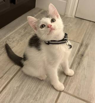 Hollywood -  American Shorthair and Tuxedo Cat for Adoption in Maitland, Florida - Hollywood | PetCurious