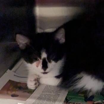 Rescue Domestic Short Hair Cats for Adoption in Huntington, West Virginia - Jock (6) | PetCurious