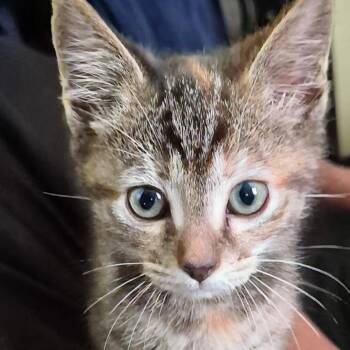 Marathon - Best Friends with Sloan -  Domestic Short Hair Cat for Adoption in West Jefferson, Ohio - Marathon - Best Friends With Sloan | PetCurious