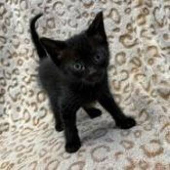 Siamese Cats Available for Adoption in Wilmington, Delaware - Bert | PetCurious
