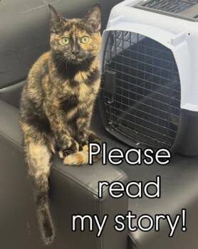 Maple and Toffee -  Domestic Medium Hair Cat for Adoption in Salem, New Hampshire - Maple And Toffee | PetCurious