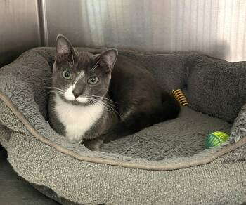 Rescue Domestic Short Hair Cats for Adoption in Wantagh, New York - Selena | PetCurious