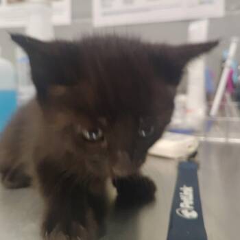 Mascarpone -  Domestic Short Hair Cat for Adoption in Allentown, Pennsylvania - Mascarpone | PetCurious