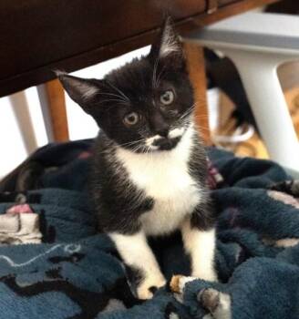 RUTABAGA -  Domestic Short Hair Cat for Adoption in Burbank, California - RUTABAGA | PetCurious