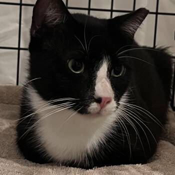 Rescue Tuxedo Cats for Adoption in New York, New York - Gizmo | PetCurious