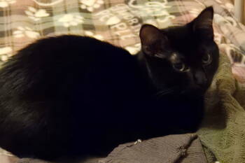 Rescue Domestic Short Hair Cats for Adoption - Jasparina | PetCurious