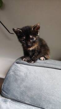 Miranna -  Domestic Short Hair Cat for Adoption in Raleigh, North Carolina - Miranna | PetCurious