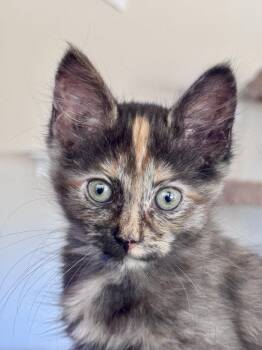 Charley -  Domestic Short Hair Cat for Adoption in Oracle, Arizona - Charley | PetCurious