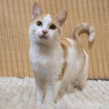 Rescue Domestic Short Hair Cats for Adoption in Warr Acres, Oklahoma - Tulip | PetCurious