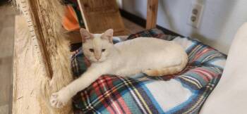 Siamese Cats Available for Adoption - Cat 27398 (Trixie) | PetCurious