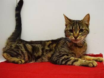 Domestic Short Hair Cats Available for Adoption in Sacramento, California - ALYSSA | PetCurious