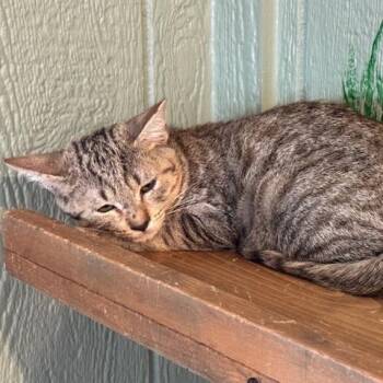 Poppy -  Domestic Short Hair Cat for Adoption in Lake Panasoffkee, Florida - Poppy | PetCurious