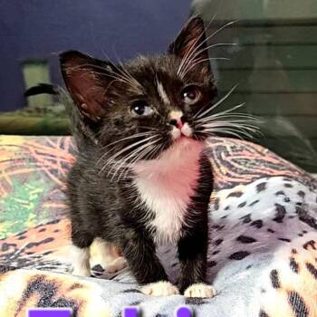 Fabian -  Domestic Short Hair Cat for Adoption in Arlington Heights, Illinois - Fabian | PetCurious