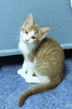 Johnny -  American Shorthair Cat for Adoption in Urbana, Ohio - Johnny | PetCurious