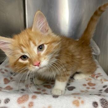 Domestic Medium Hair Cats Available for Adoption in Roanoke, Virginia - Crawfish | PetCurious