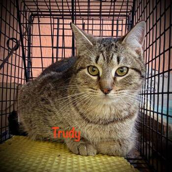 Rescue Domestic Short Hair Cats for Adoption in Tulsa, Oklahoma - Trudy | PetCurious