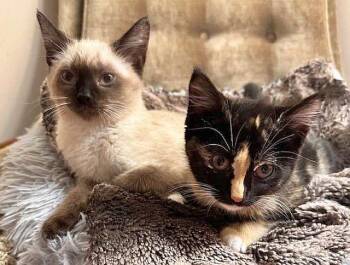 Siamese Cats Available for Adoption - NICK | PetCurious