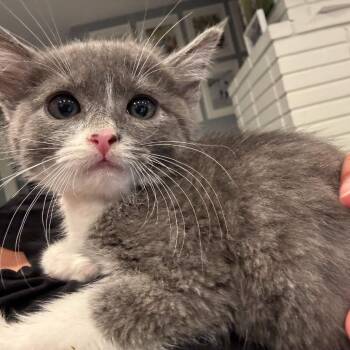Olive Oil -  Domestic Short Hair Cat for Adoption in Westminster, California - Olive Oil | PetCurious