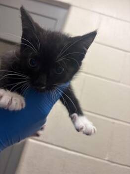 Pepper -  Domestic Short Hair Cat for Adoption in Wichita, Kansas - Pepper | PetCurious