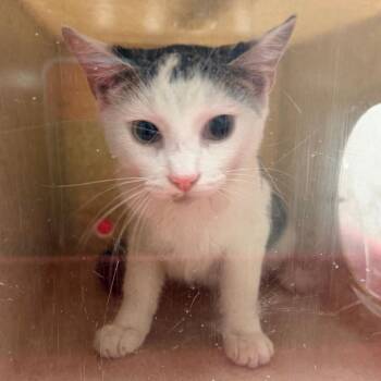 Quibble -  Domestic Short Hair Cat for Adoption in Philadelphia, Pennsylvania - Quibble | PetCurious