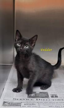 Vedder -  Domestic Short Hair Cat for Adoption in Marion, Mississippi - Vedder | PetCurious