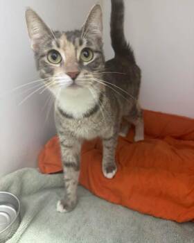 Dolly -  Dilute Calico Cat for Adoption in Bloomfield, New Jersey - Dolly | PetCurious