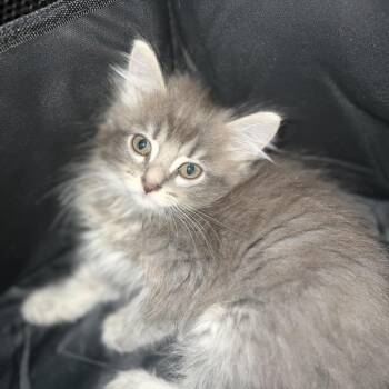Peony -  Domestic Short Hair Cat for Adoption in Greensboro, North Carolina - Peony | PetCurious