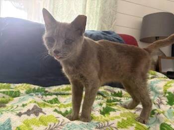 Anna -  Domestic Short Hair Cat for Adoption in Raleigh, North Carolina - Anna | PetCurious