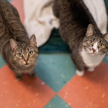 Ivy -  Domestic Short Hair Cat for Adoption in South Burlington, Vermont - Ivy | PetCurious