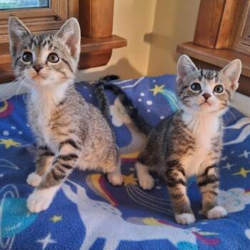 Squirrel and Chipmunk (Bonded Pair) -  Domestic Short Hair Cat for Adoption in Watertown, Wisconsin - Squirrel And Chipmunk (Bonded Pair) | PetCurious
