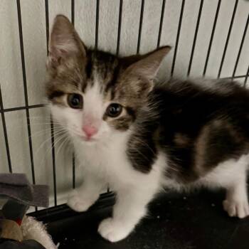 Joel -  Domestic Medium Hair Cat for Adoption in Saginaw, Michigan - Joel | PetCurious
