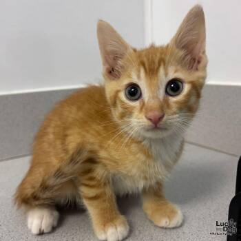 Linus -  Domestic Short Hair Cat for Adoption in Washington, District Of Columbia - Linus | PetCurious