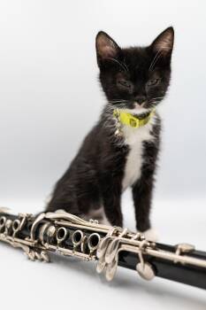 Domestic Short Hair Cats Available for Adoption - Etta James | PetCurious